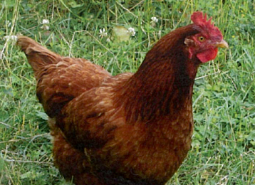 POLLASTRA OVAIOLA ROSSA
