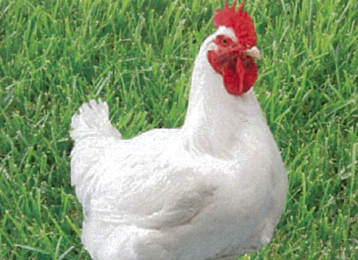 POLLETTO BIANCO