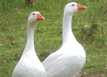 OCHE