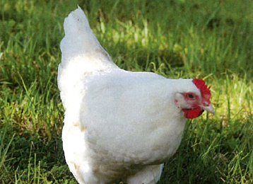 POLLASTRA OVAIOLA BIANCA