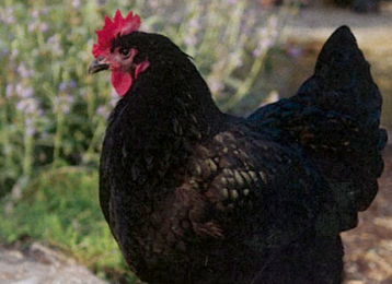 POLLASTRA OVAIOLA NERA