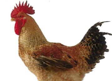 POLLETTO KABIR